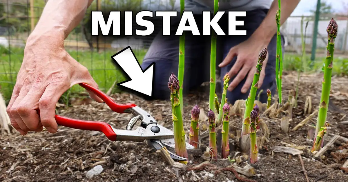 asparagus