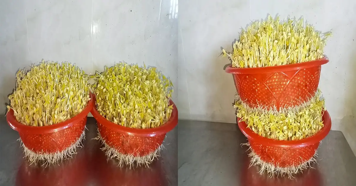 bean sprouts