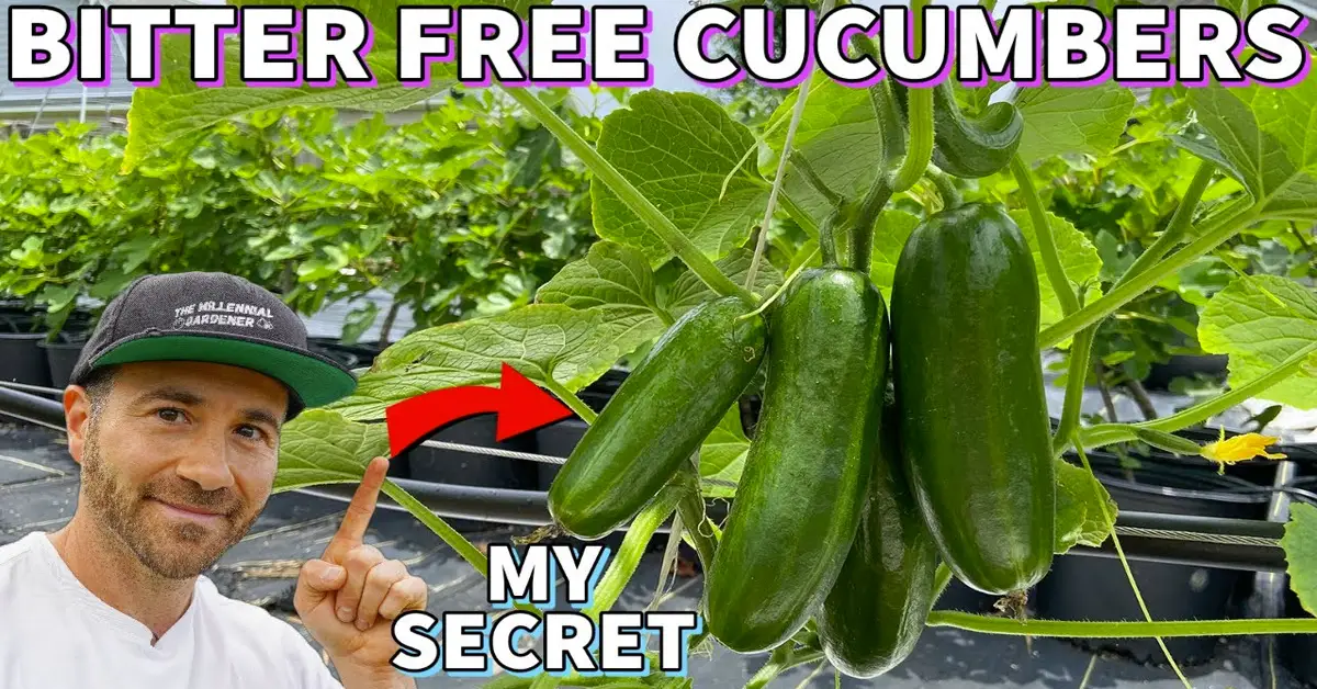 bitter cucumbers