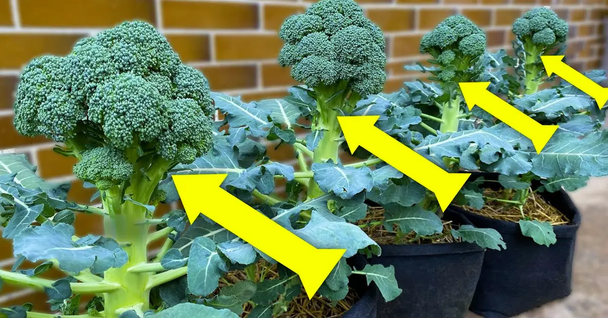 broccoli