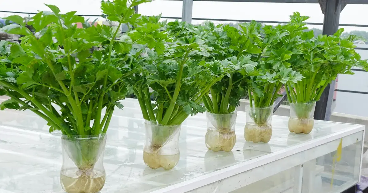celery
