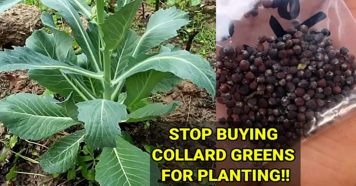 collard greens