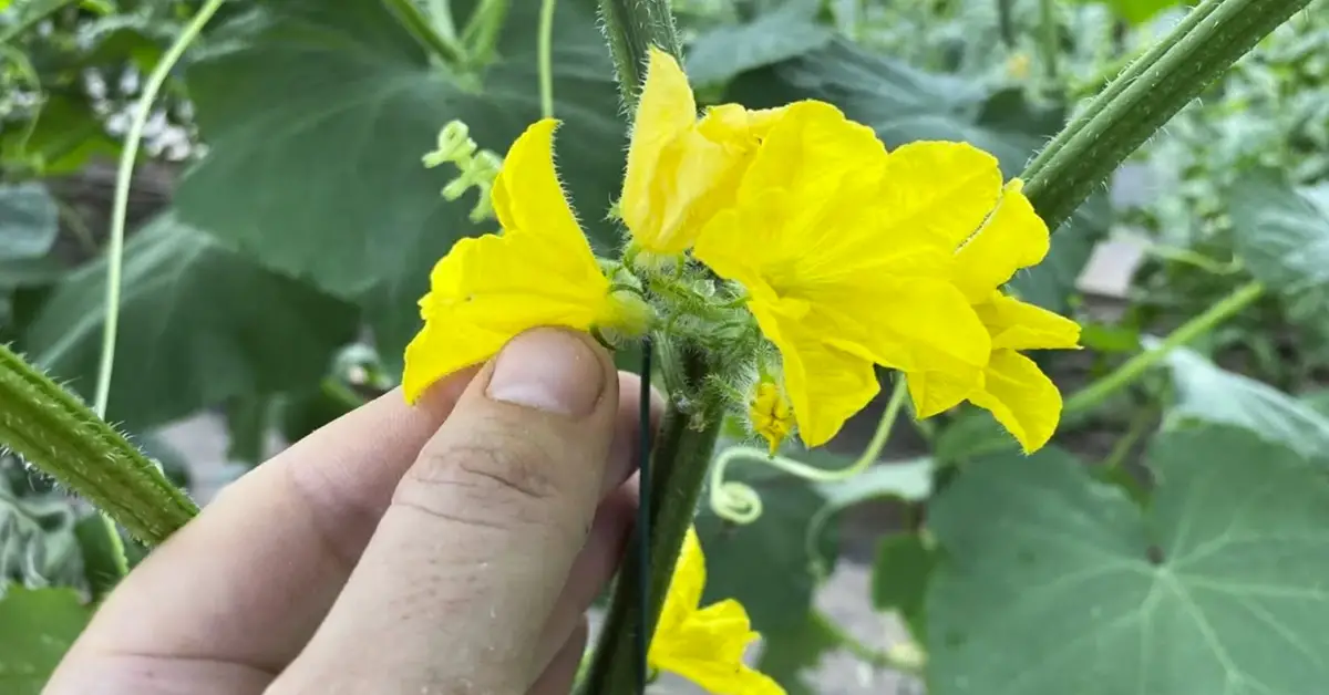 cucumber flowers