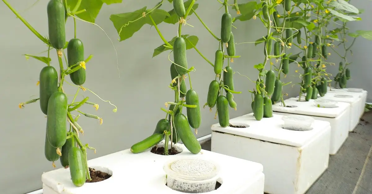 cucumber method