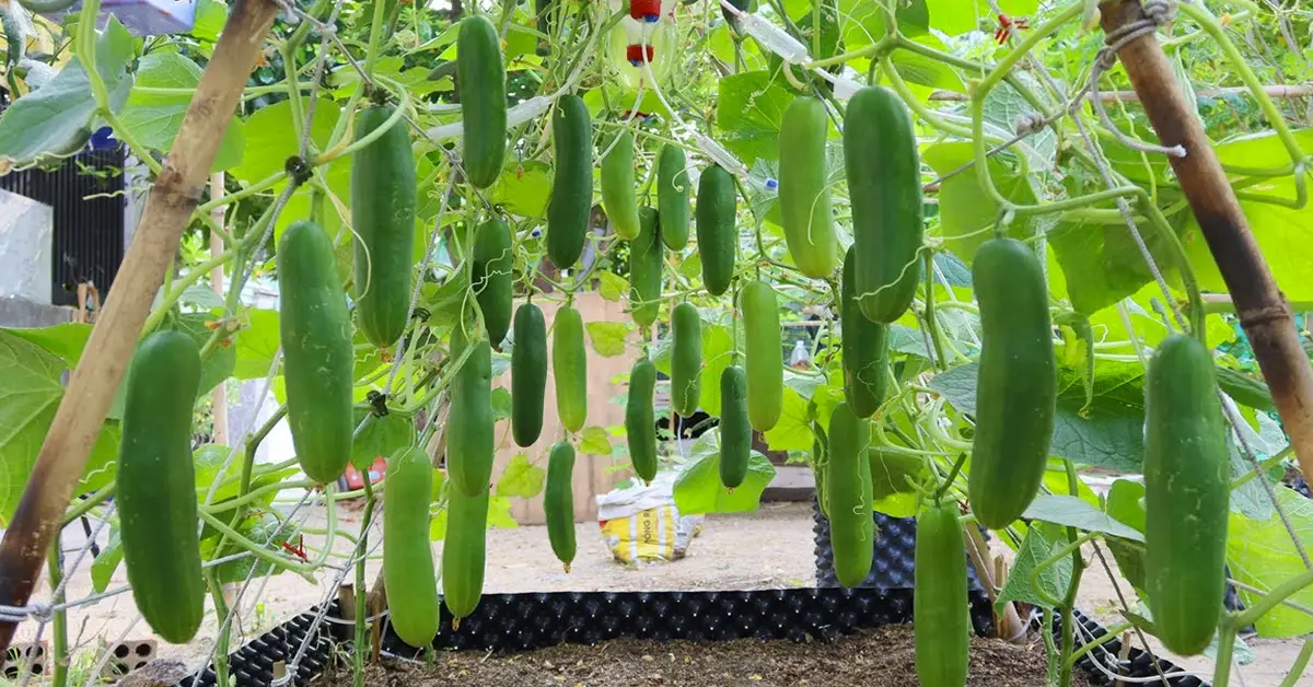 cucumbers