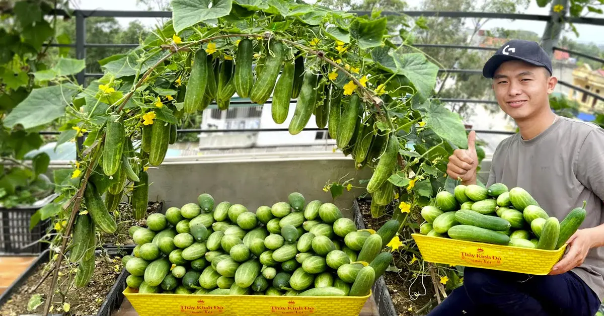 growing cucumbers
