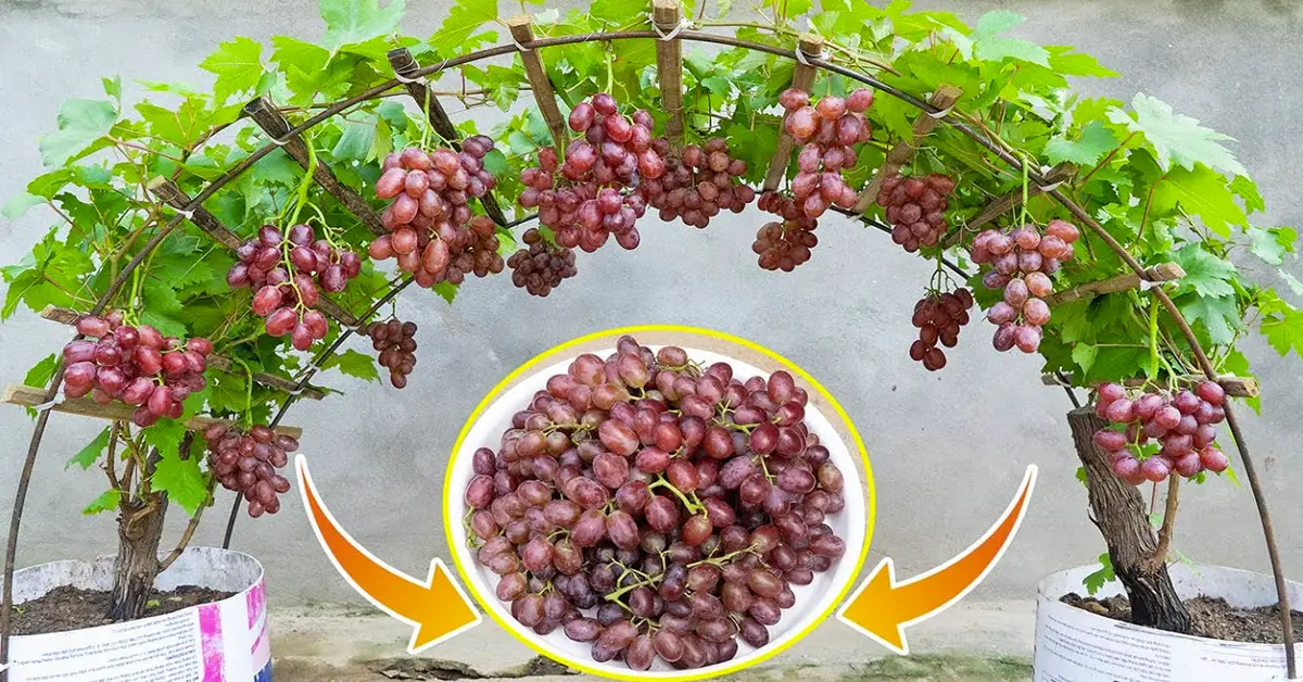 grapes in containers
