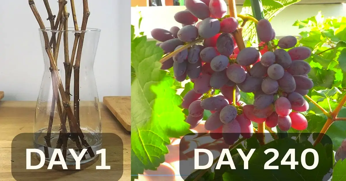 grapes