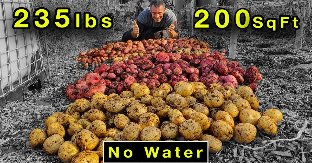 grow potatoes