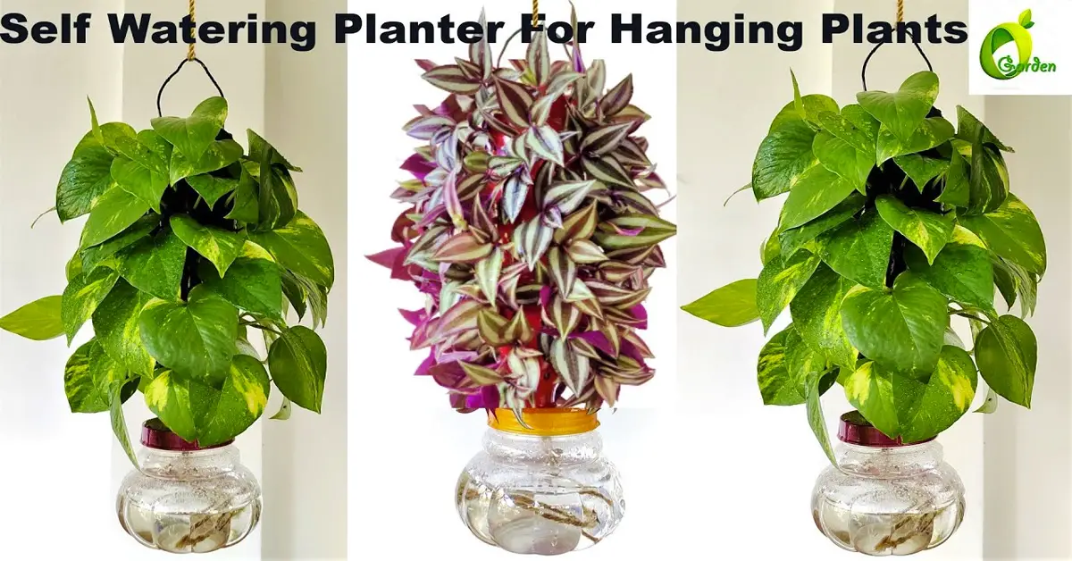 hanging planter