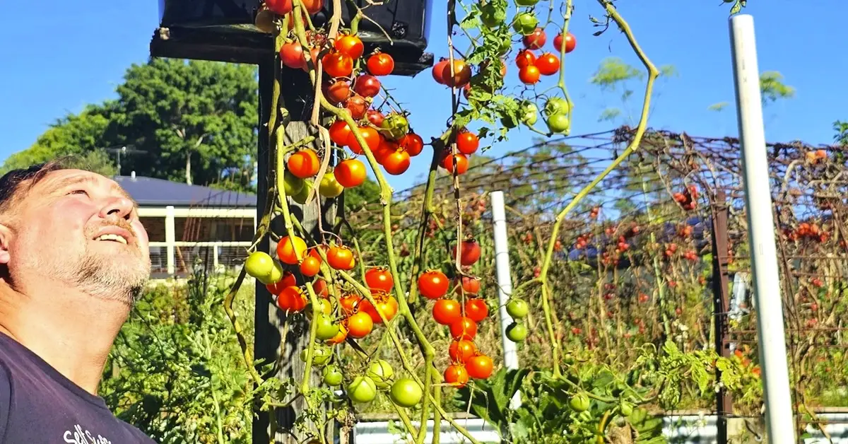 tomato plants up high