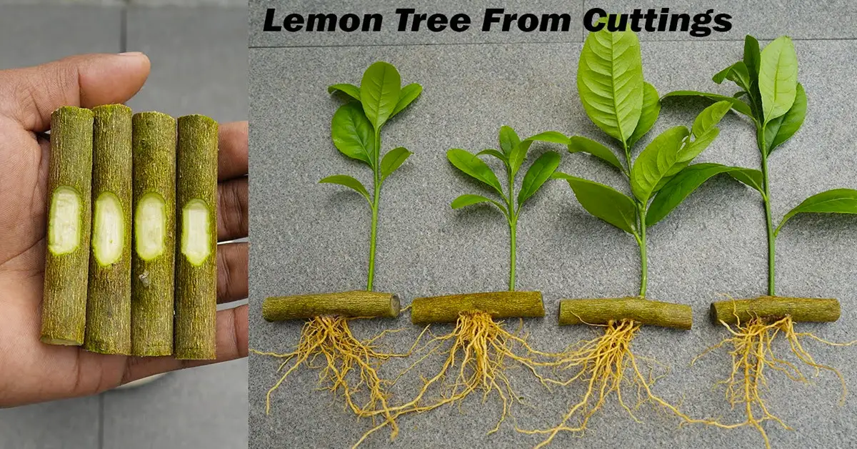 lemon tree