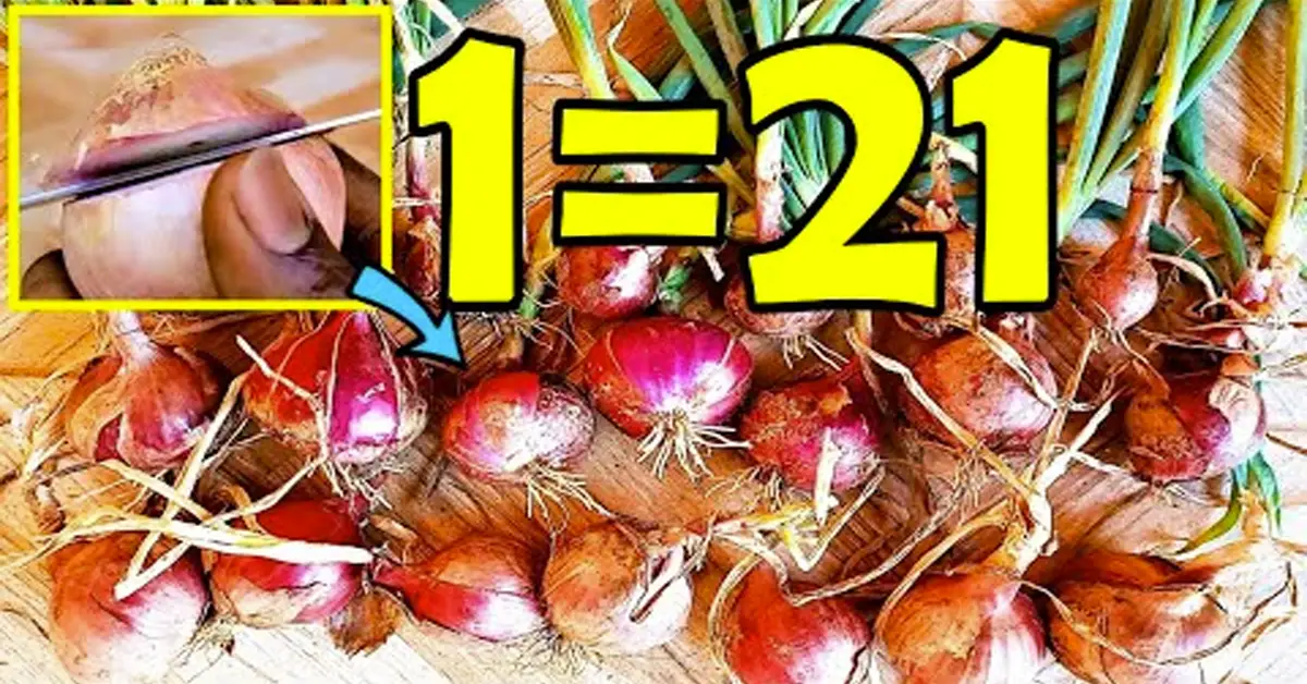 onions