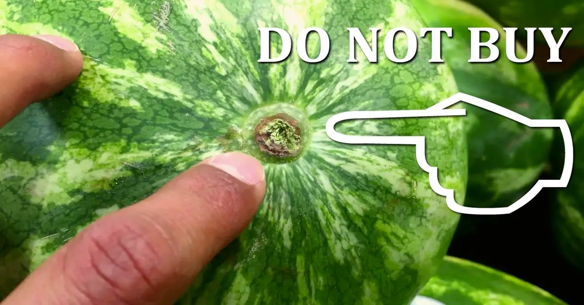 picking watermelon