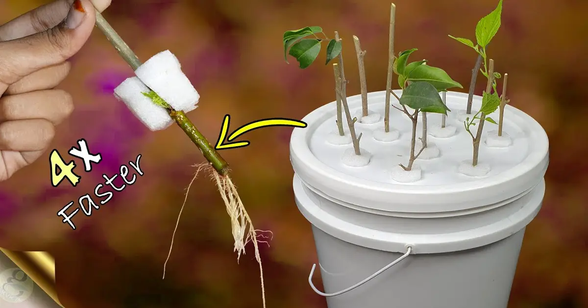 plant rooting
