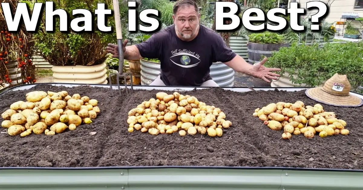 potato methods