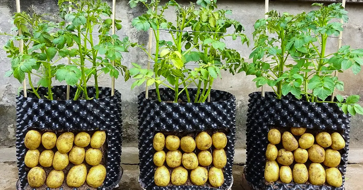 potatoes in air pruning pots