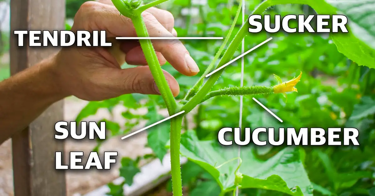 prune cucumber plants