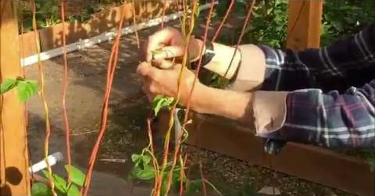 Ultimate Guide to Pruning Green Beans to Maximize Yield