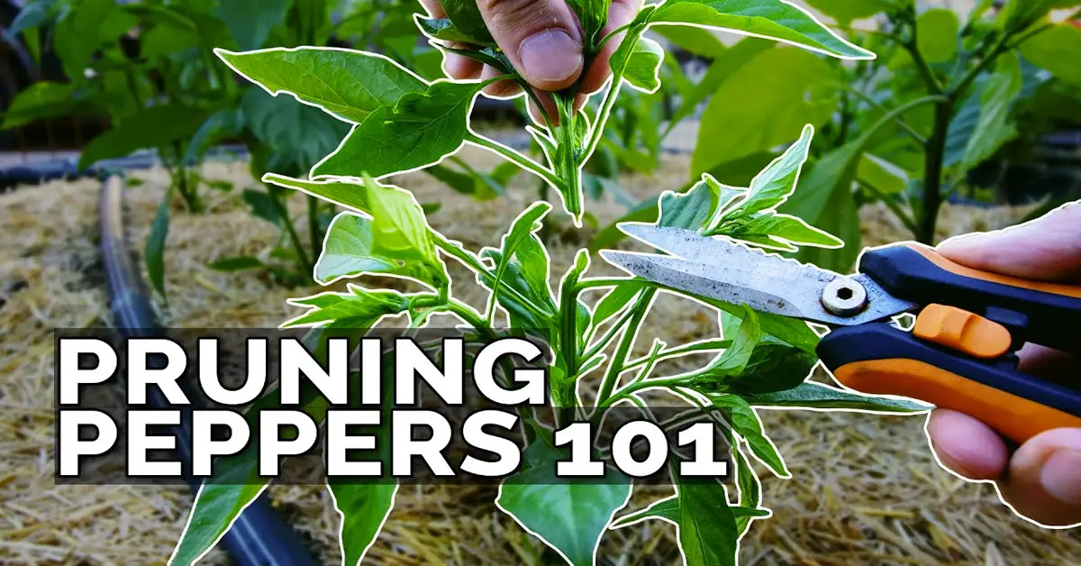 pruning peppers