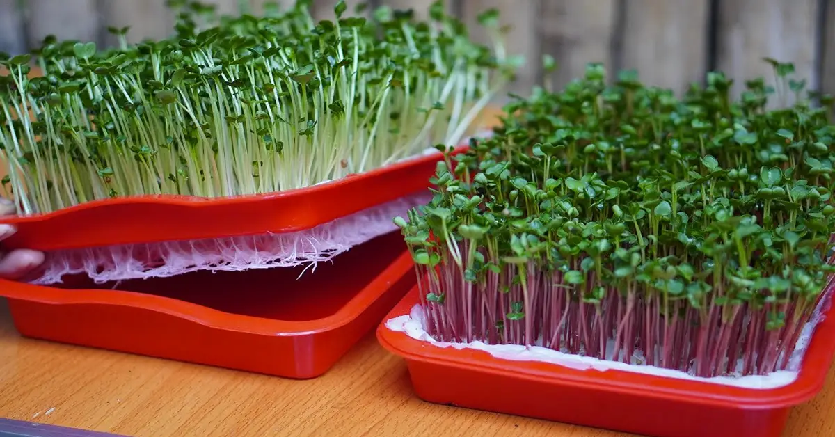 sprouts