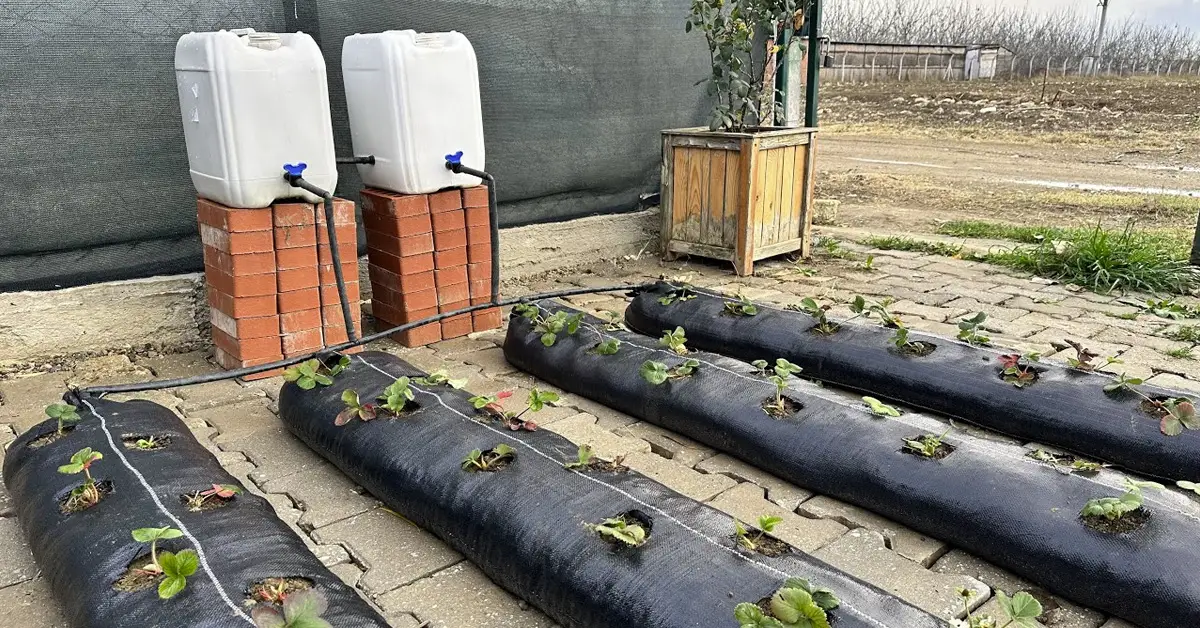 strawberry bags