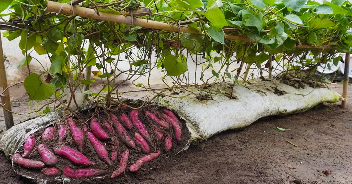 sweet potato bags