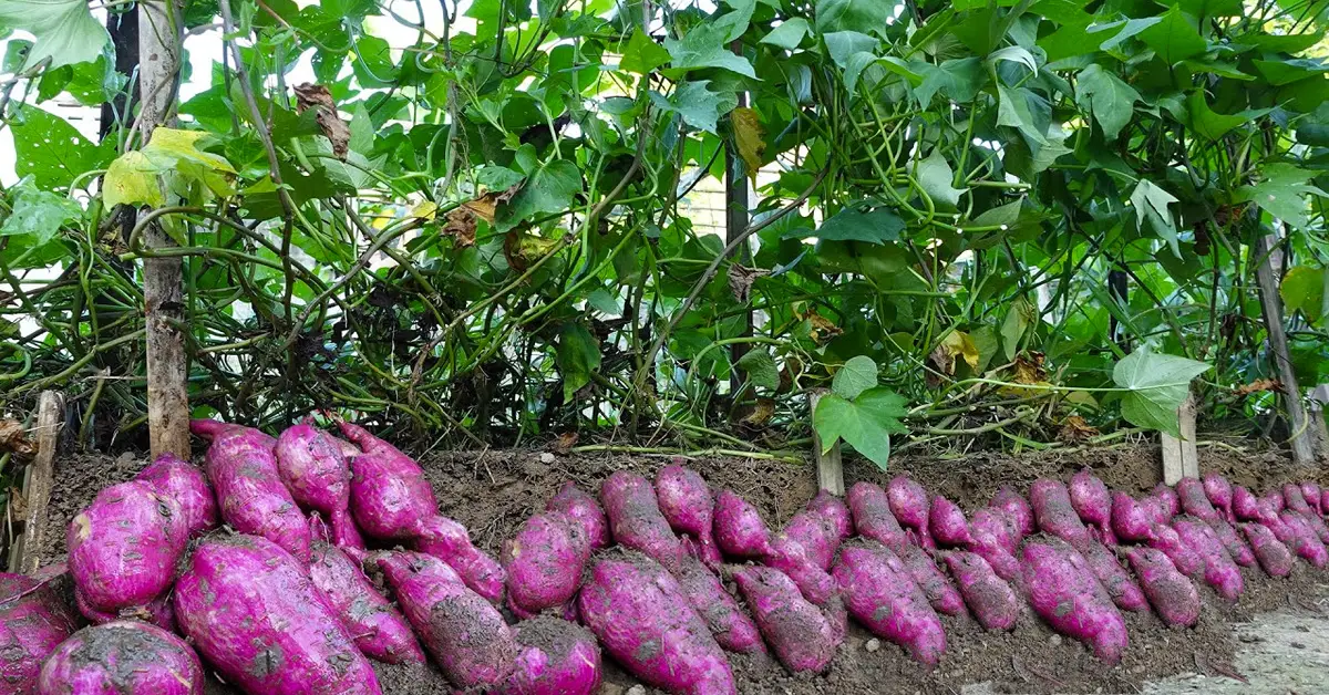 sweet potatoes