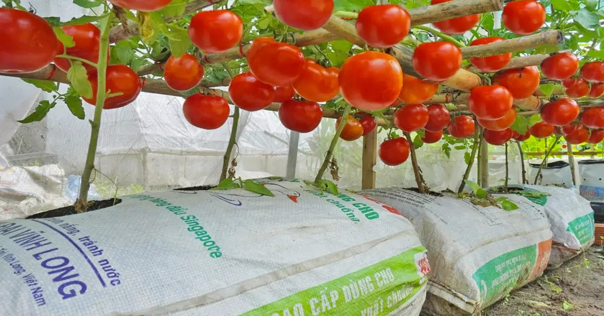 tomatoes from bags of soil