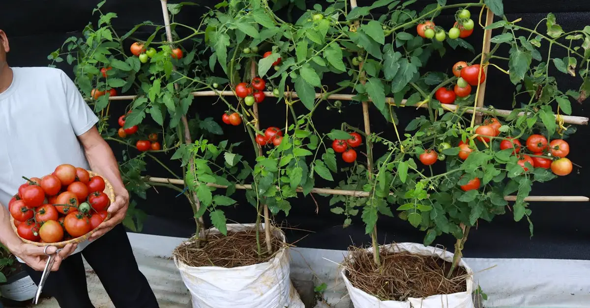 tomato bags