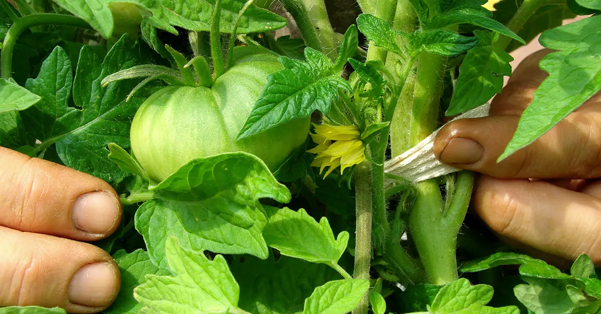 tomato fingers