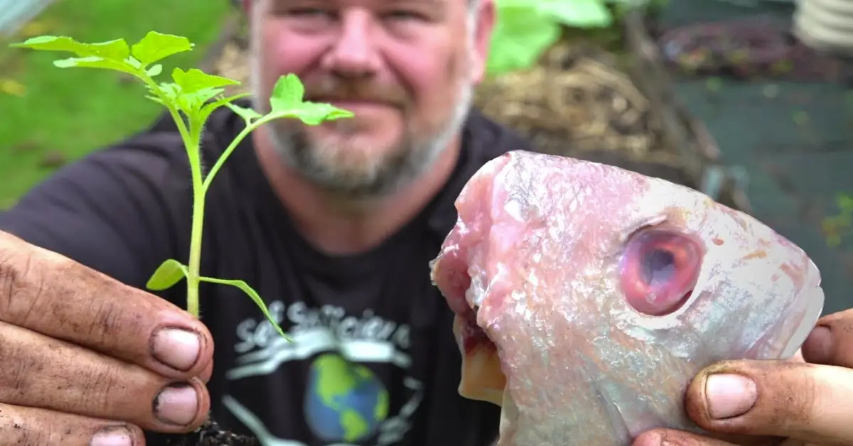 fish head under tomato plant