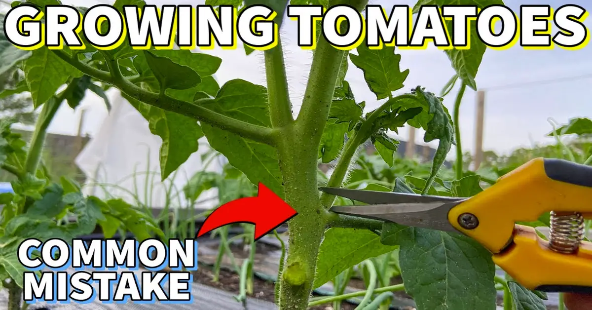 tomato mistake