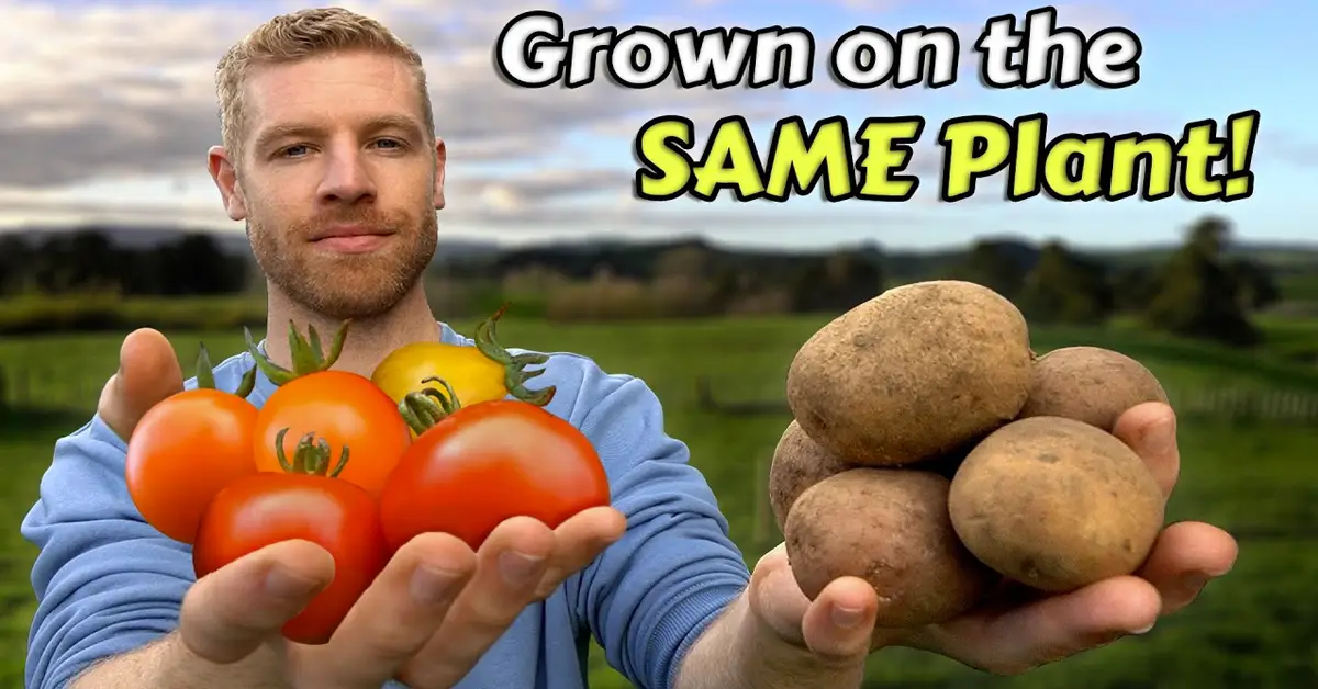tomato and potato plant