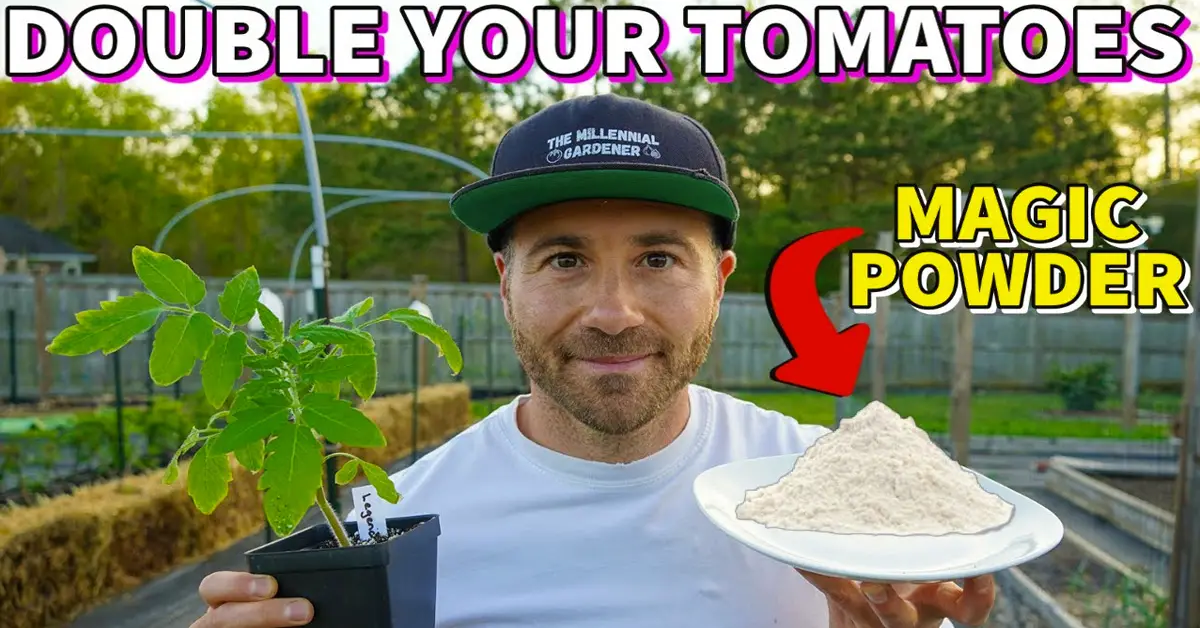 tomato powder