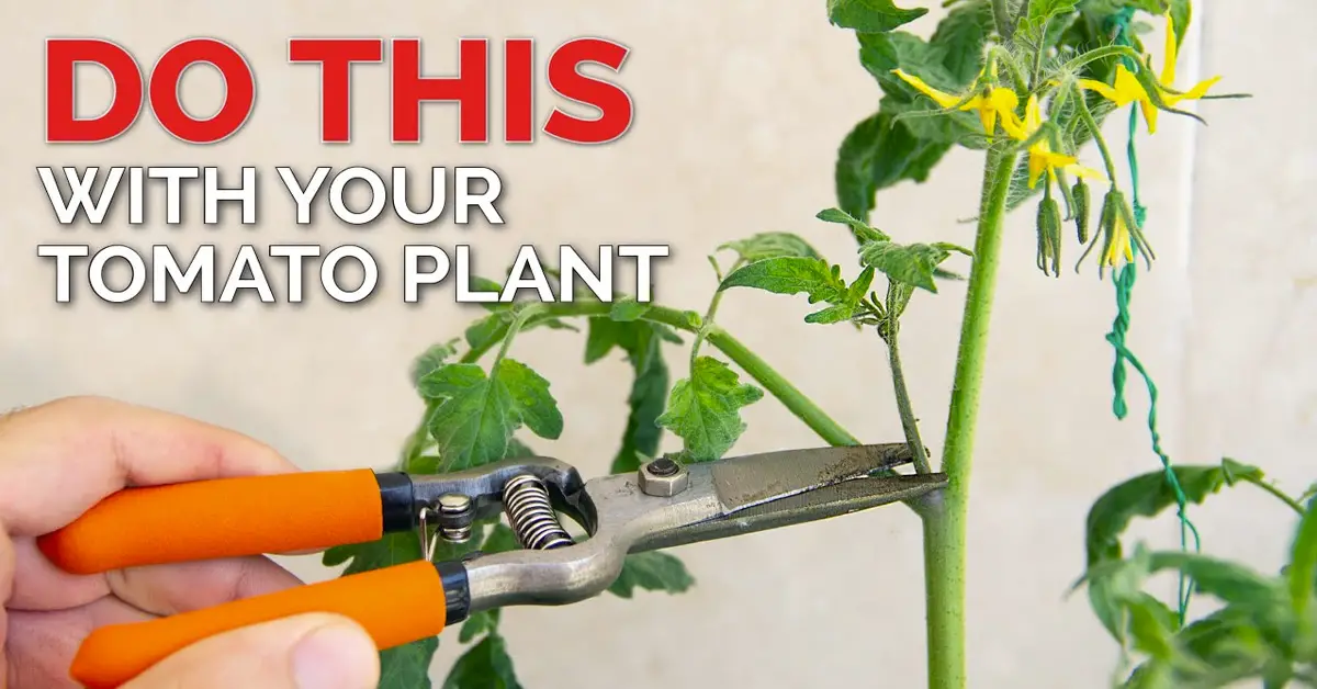 tomato pruning