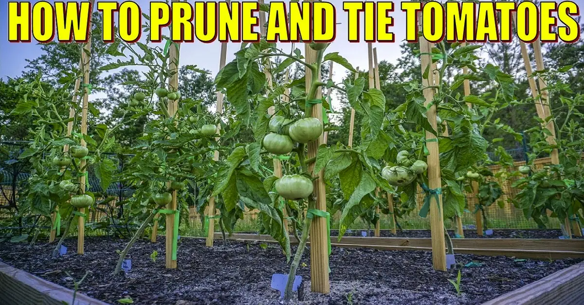 tomato pruning