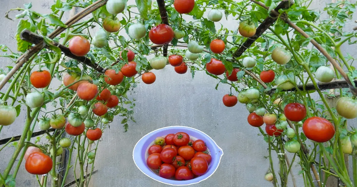 tomato trellis
