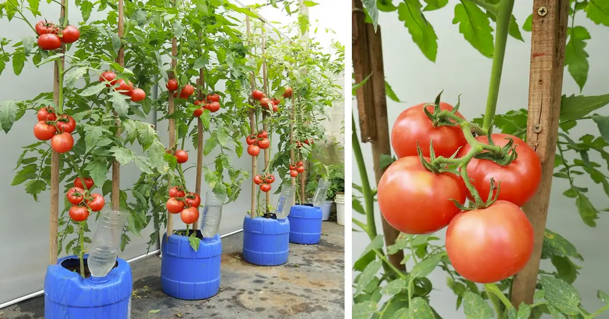 tomatoes in buckets