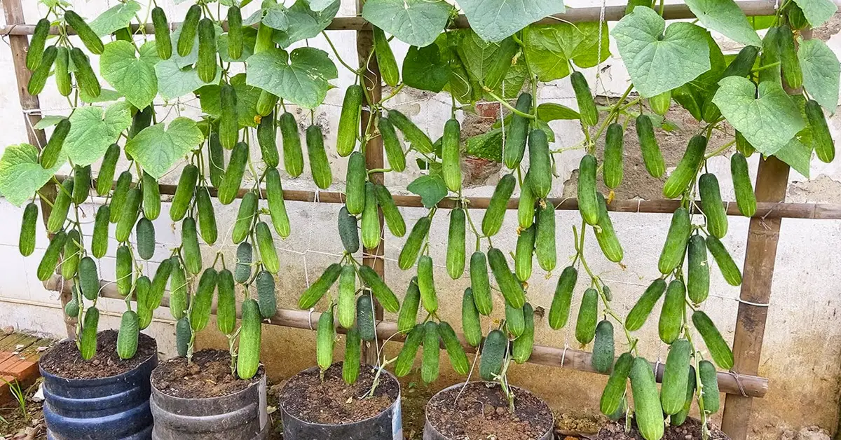 vertical cucumbers