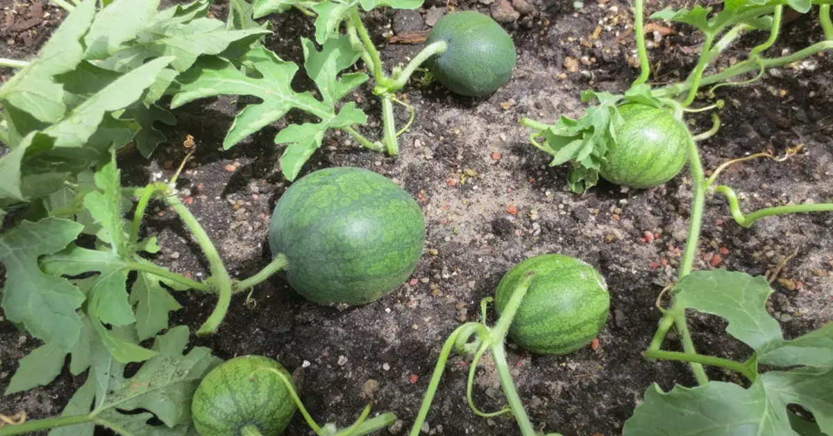watermelon pruning