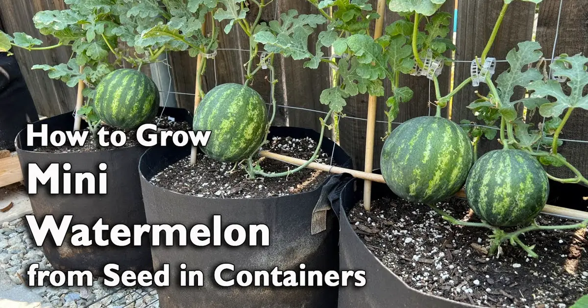 watermelon