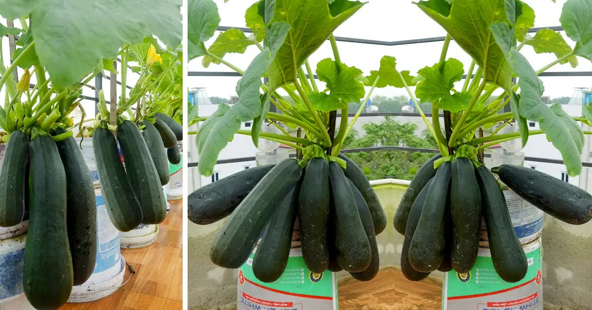 zucchini