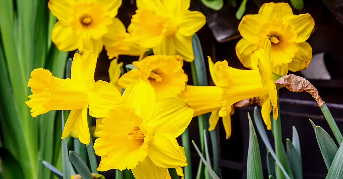 daffodils